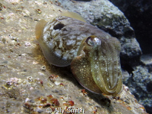 Cuttlefish caught sleeping Pal Mar Tenerife by Ally Smith 